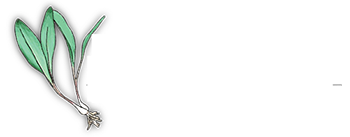 The Wild Ramp