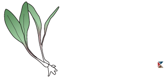 The Wild Ramp